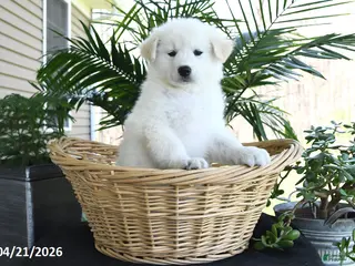 Samoyed dogs for sale: Conner - Ad 1