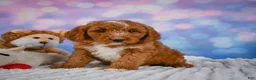 Mini Goldendoodle dogs for sale: Asher - Ad 3