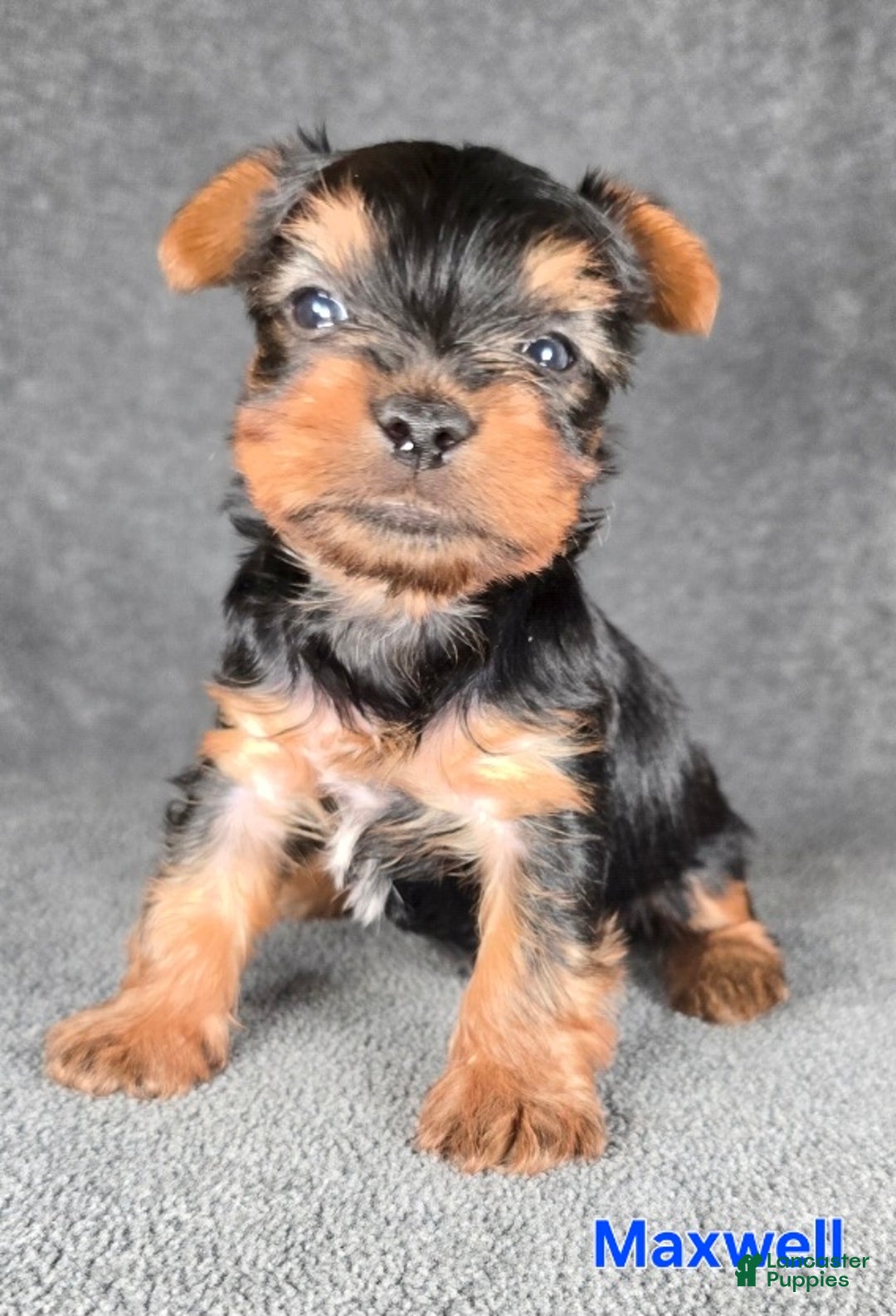 Yorkshire Terrier dogs for sale: Maxwell - Ad 7