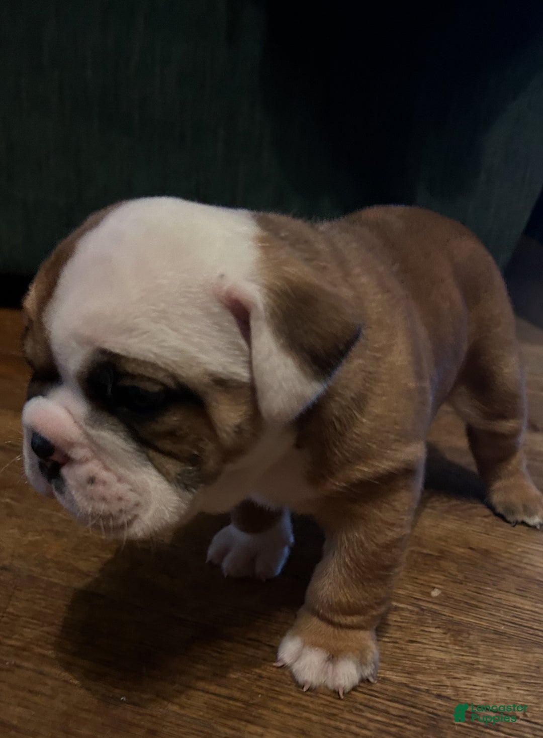 English Bulldog dogs for sale: Jaquard - Ad 3