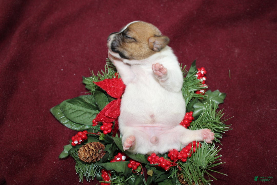 Jack Russell Terrier dogs for sale: BabyRuth - Ad 6