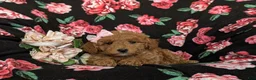 Mini Goldendoodle dogs for sale: Becca Hypoallergenic - Ad 8
