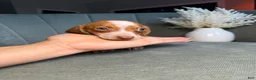 Dachshund dogs for sale: Tigger - Ad 3