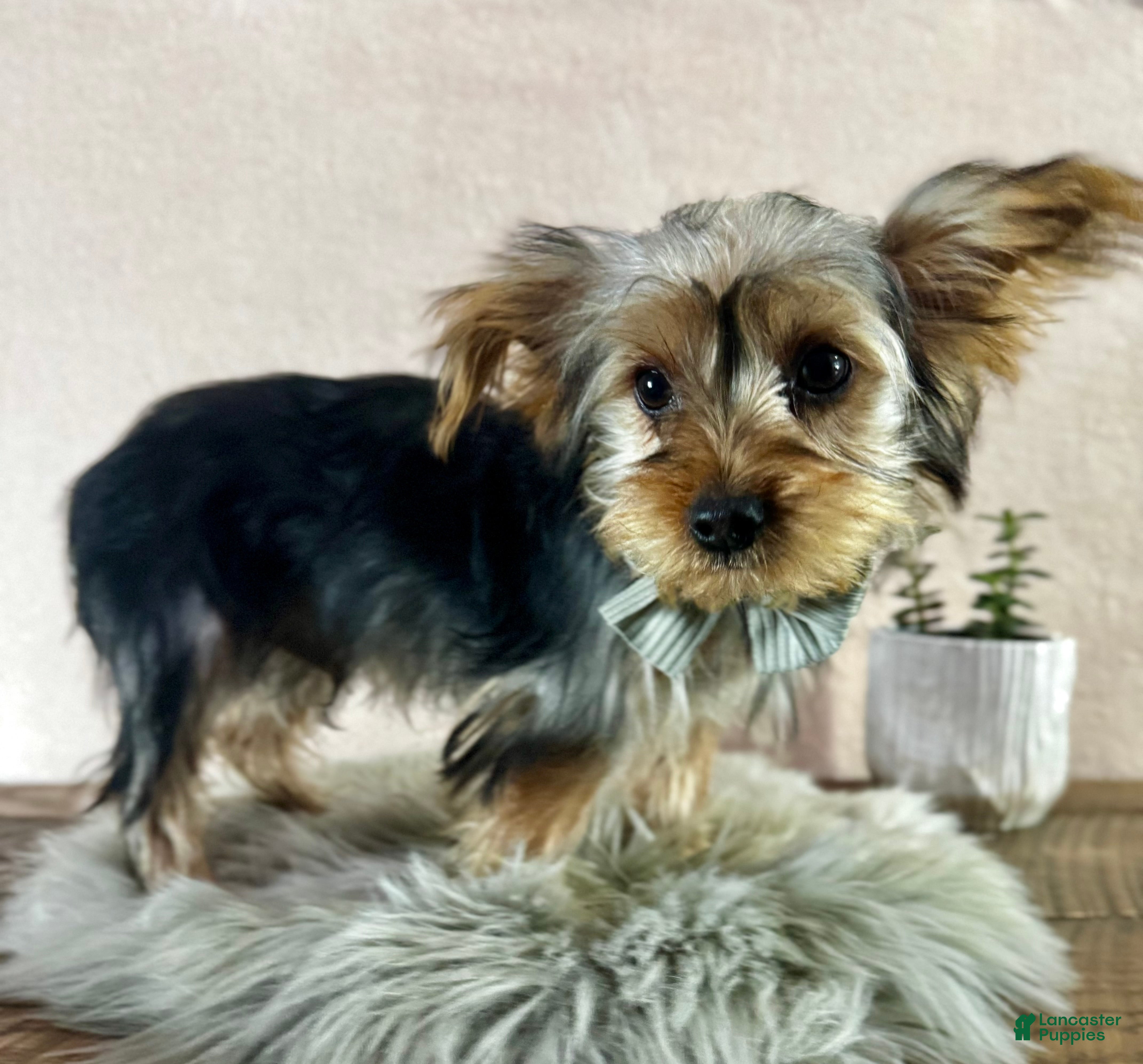 Yorkshire Terrier dogs Koby - Ad 1