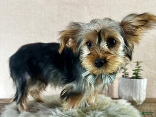 Yorkshire Terrier dogs Koby - Ad 35