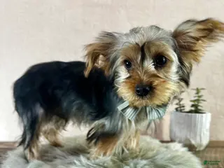 Yorkshire Terrier dogs Koby - Ad 3