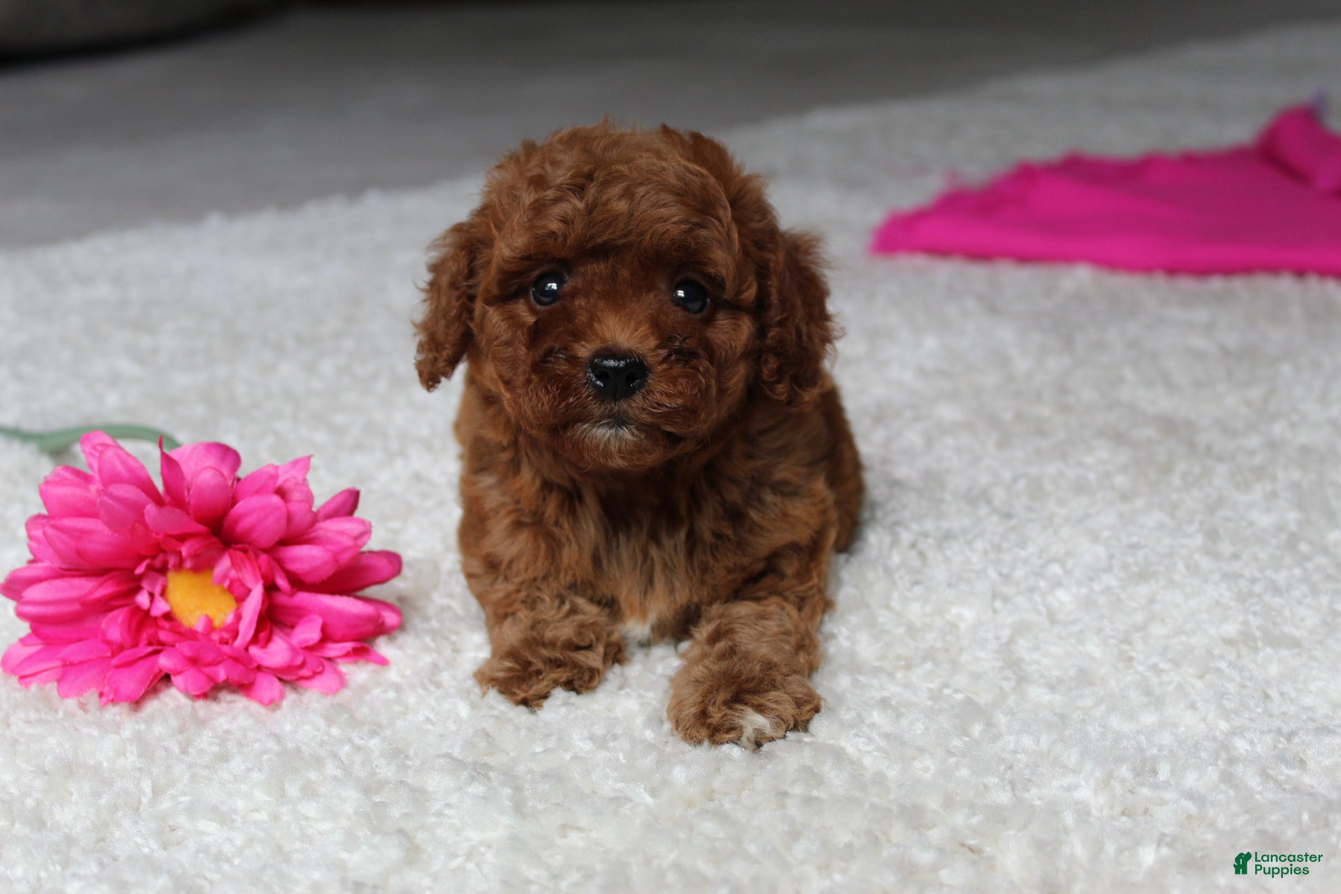 Cavapoochon dogs Molly - Ad 1
