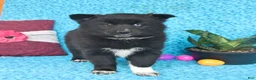 Pomsky dogs for sale: Willow - Ad 4