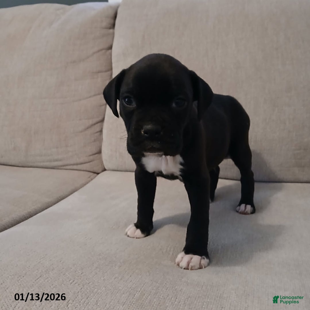 Boxer dogs for sale: Thunder - Ad 2
