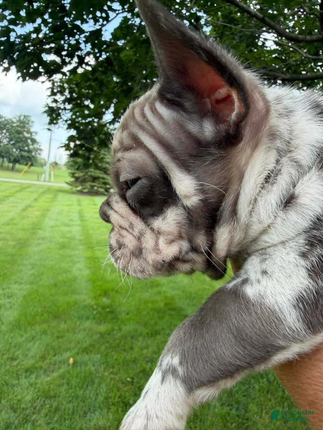 French Bulldog dogs for sale: Male Isabella Merle Puppy - Ad 1