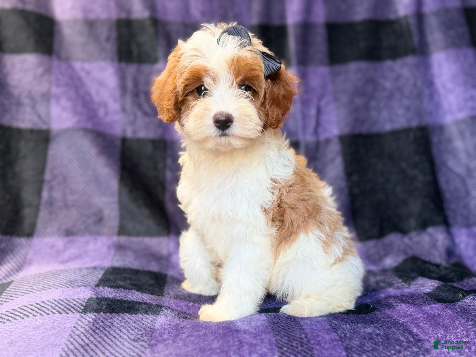 Cavapoo dogs Sugar - Ad 7