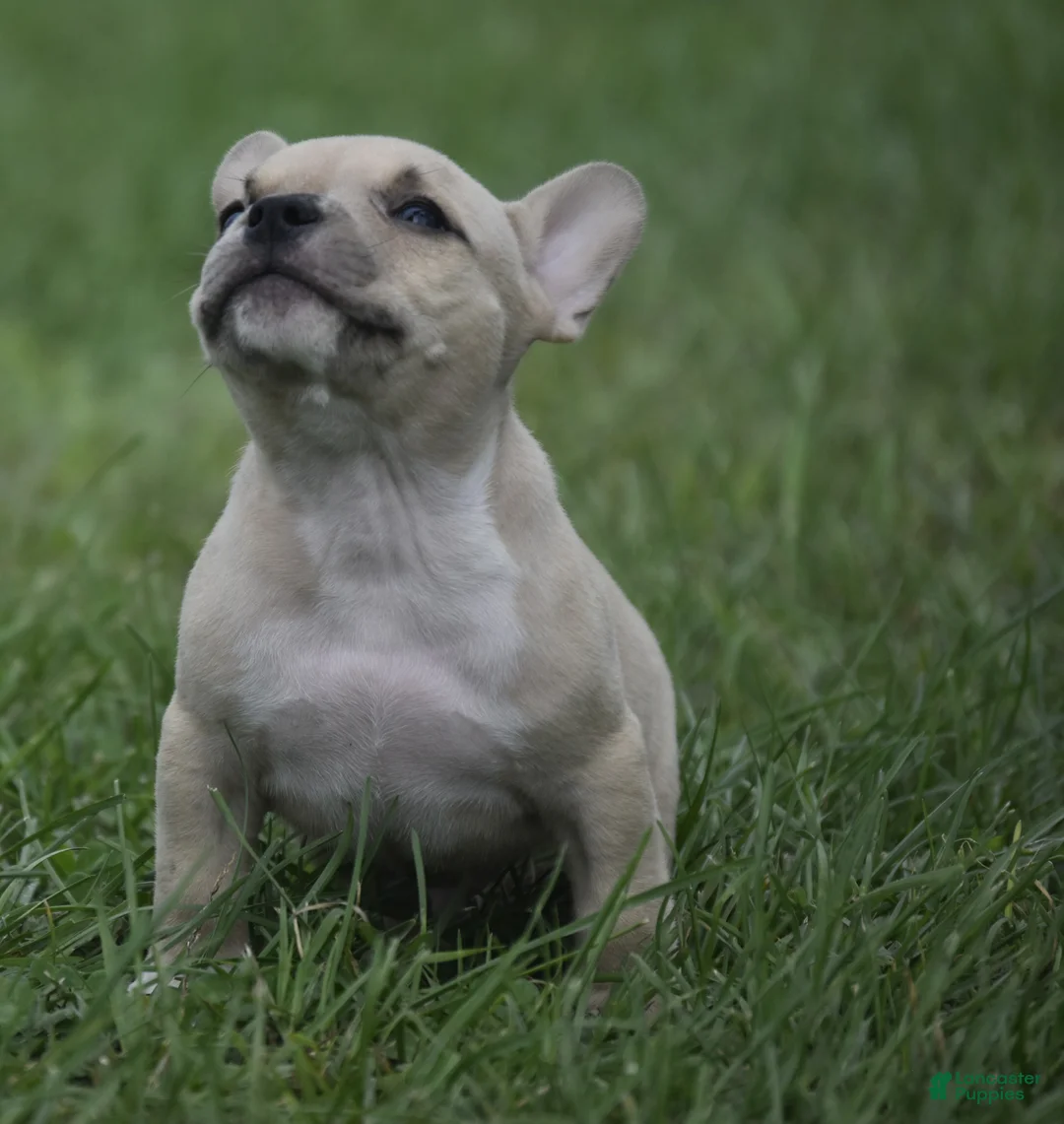 American Bully dogs for sale: American Bully 4 - Ad 2