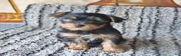 Yorkshire Terrier dogs for sale: Percy - Ad 1