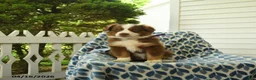 Miniature Australian Shepherd dogs for sale: Dasher - Ad 3