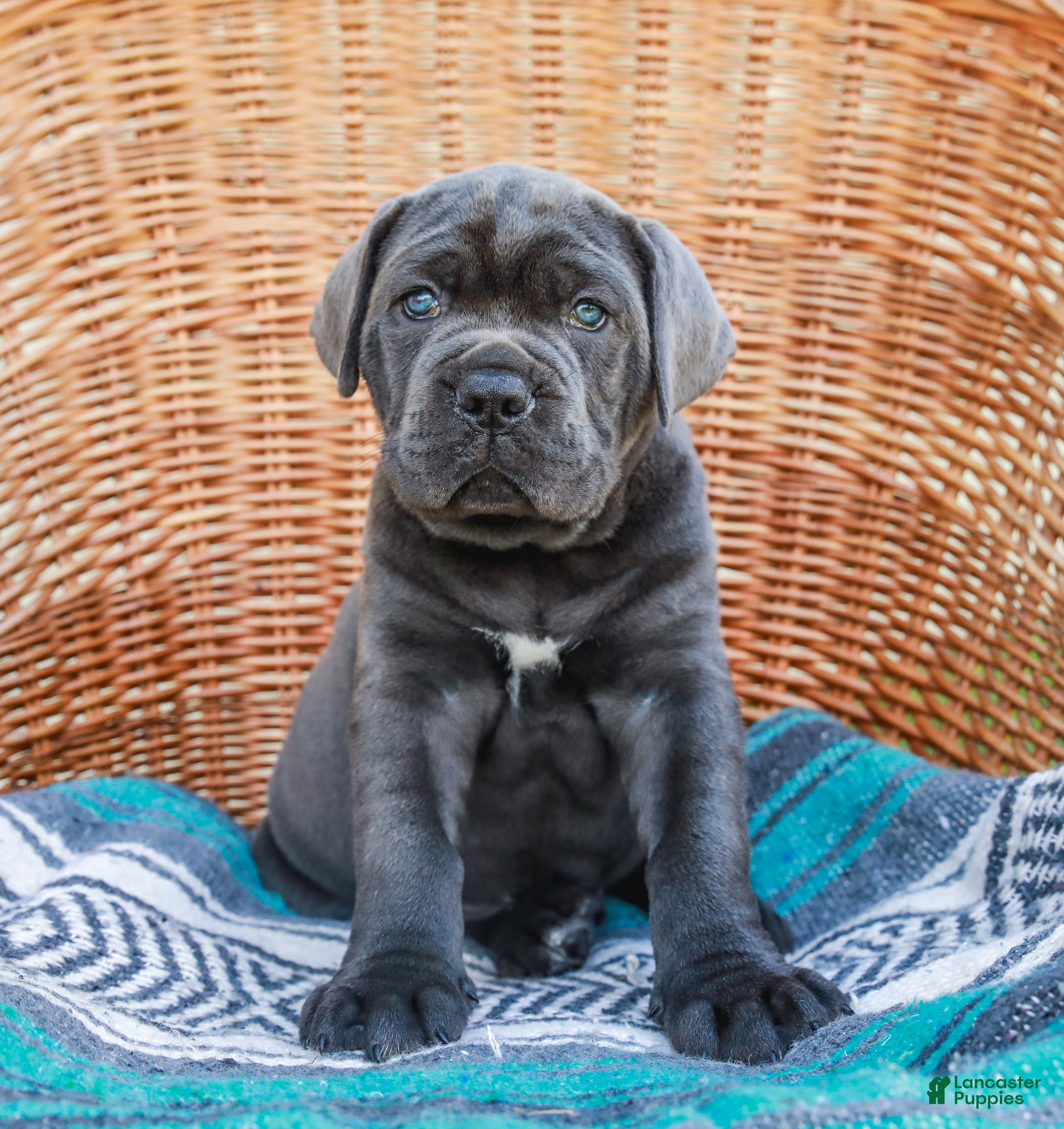 Cane Corso dogs Bubba (Champion Bloodline) - Ad 1