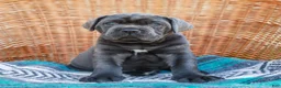 Cane Corso dogs for sale: Bubba (Champion Bloodline) - Ad 1