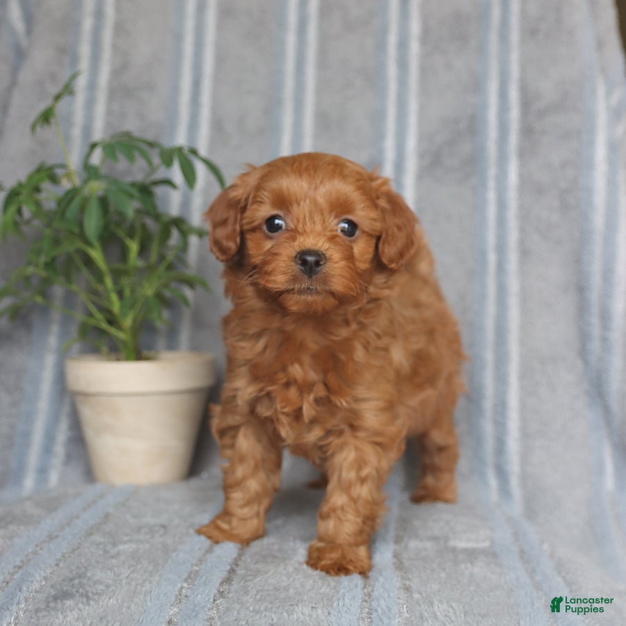 Mixed Breed dogs Asher - Ad 1