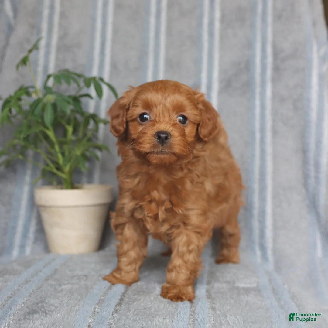 Mixed Breed dogs for sale: Asher - Ad 1