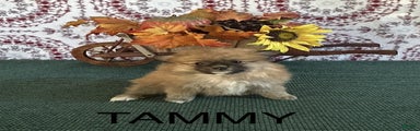 Tammy