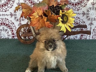 Pomeranian dogs - Ad 12