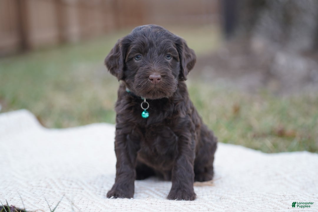 Portuguese Water Dog dogs for sale: Pearl  - Ad 1