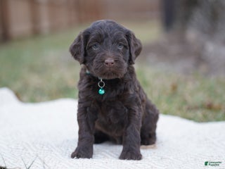 Portuguese Water Dog dogs Pearl - Ad 28