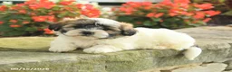 Teddy Bear dogs for sale: Jace - Ad 4