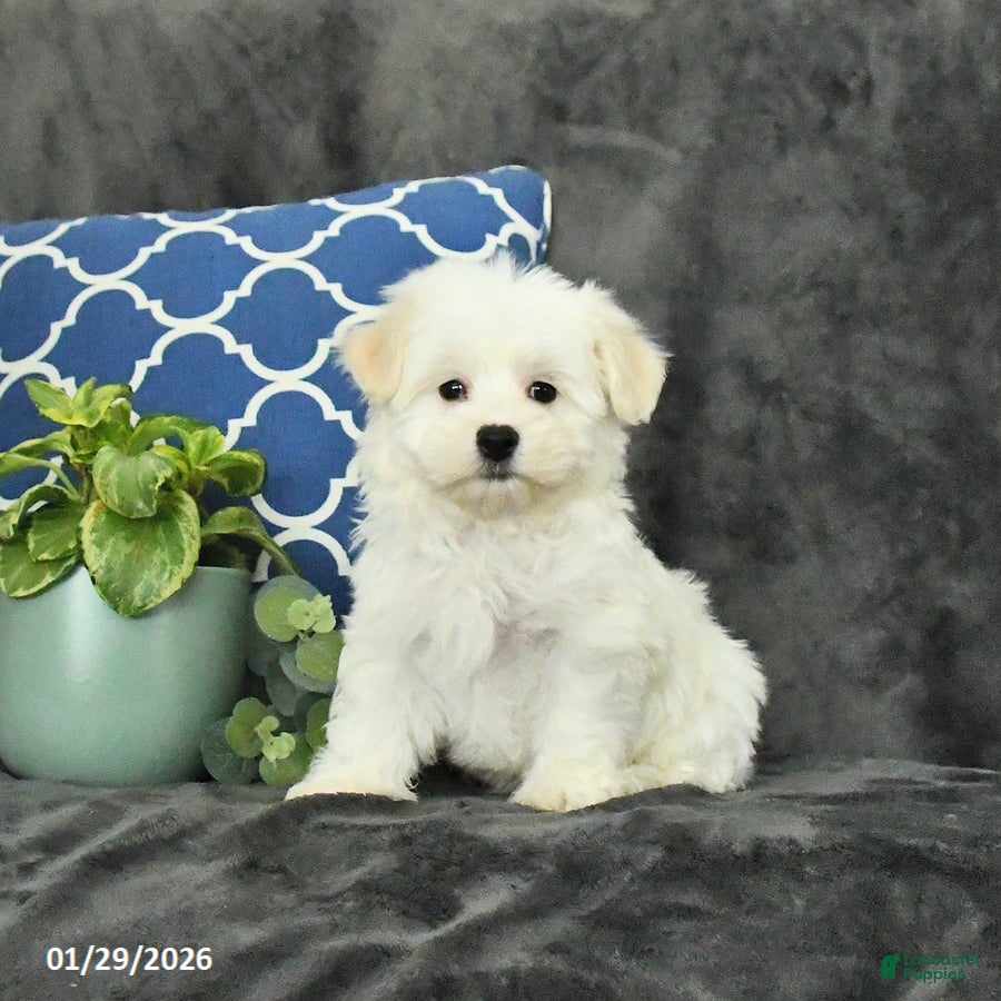 Mixed Breed dogs Dusty - Ad 5