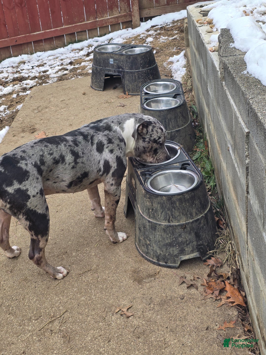 American Bully dogs for sale: American Bully Puppy 1 - Ad 5