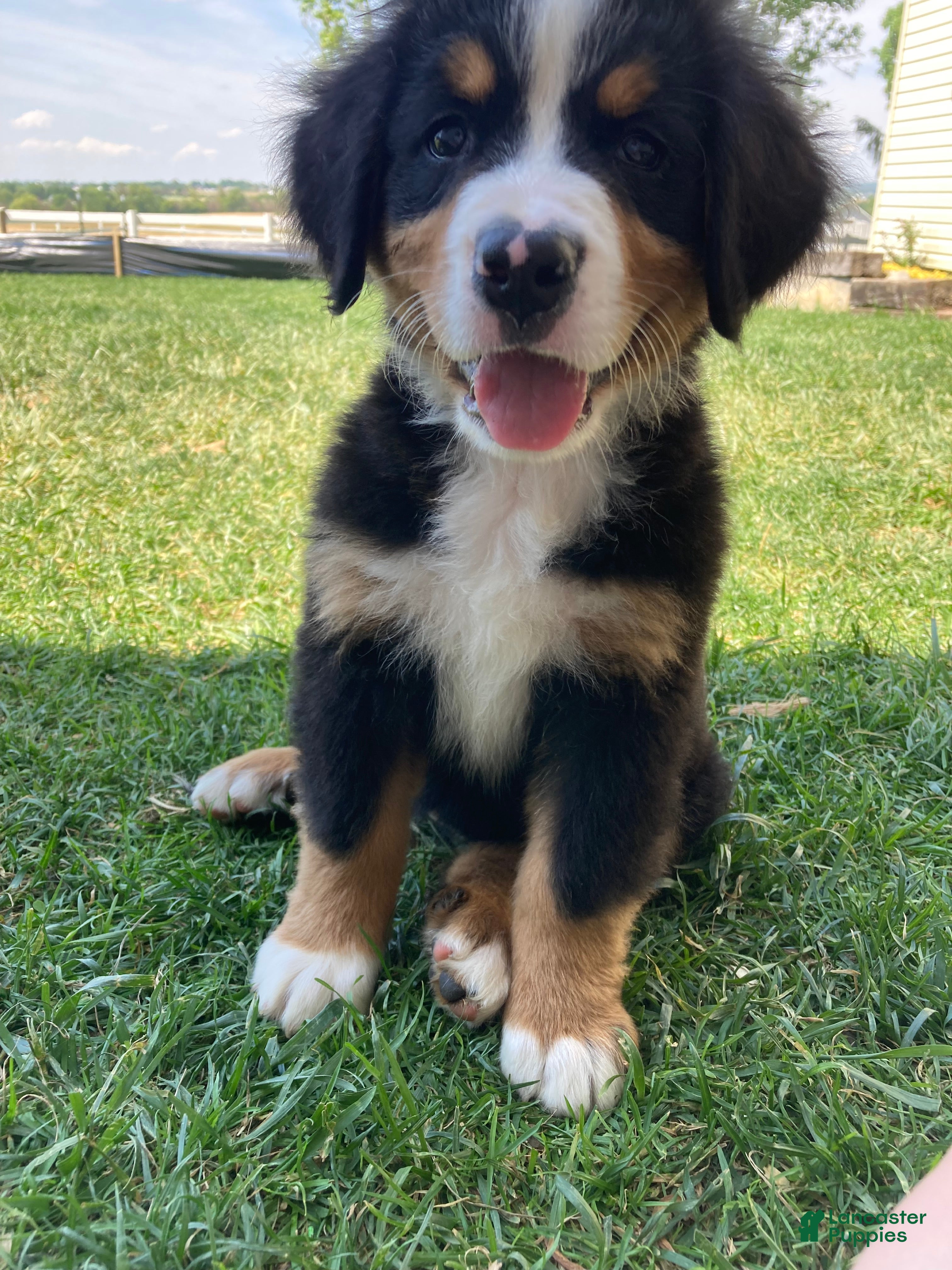 Bernese Mountain Dog dogs Silky  - Ad 1
