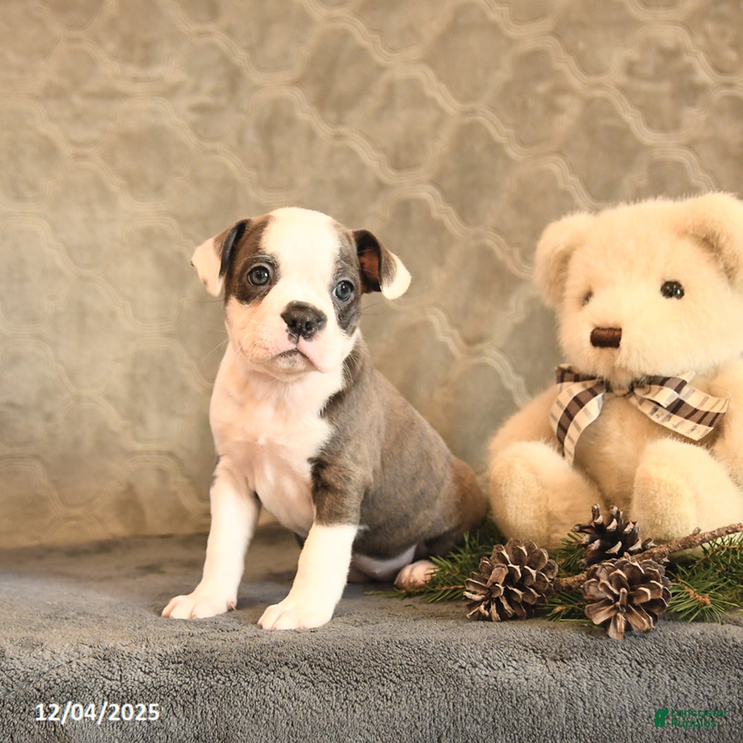 Boston Terrier dogs for sale: Celesta - Ad 2