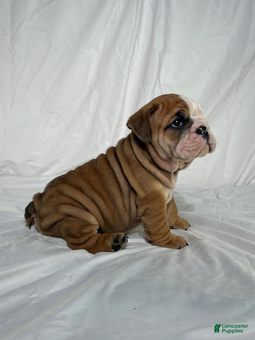 English Bulldog dogs for sale: Rocket - Ad 5
