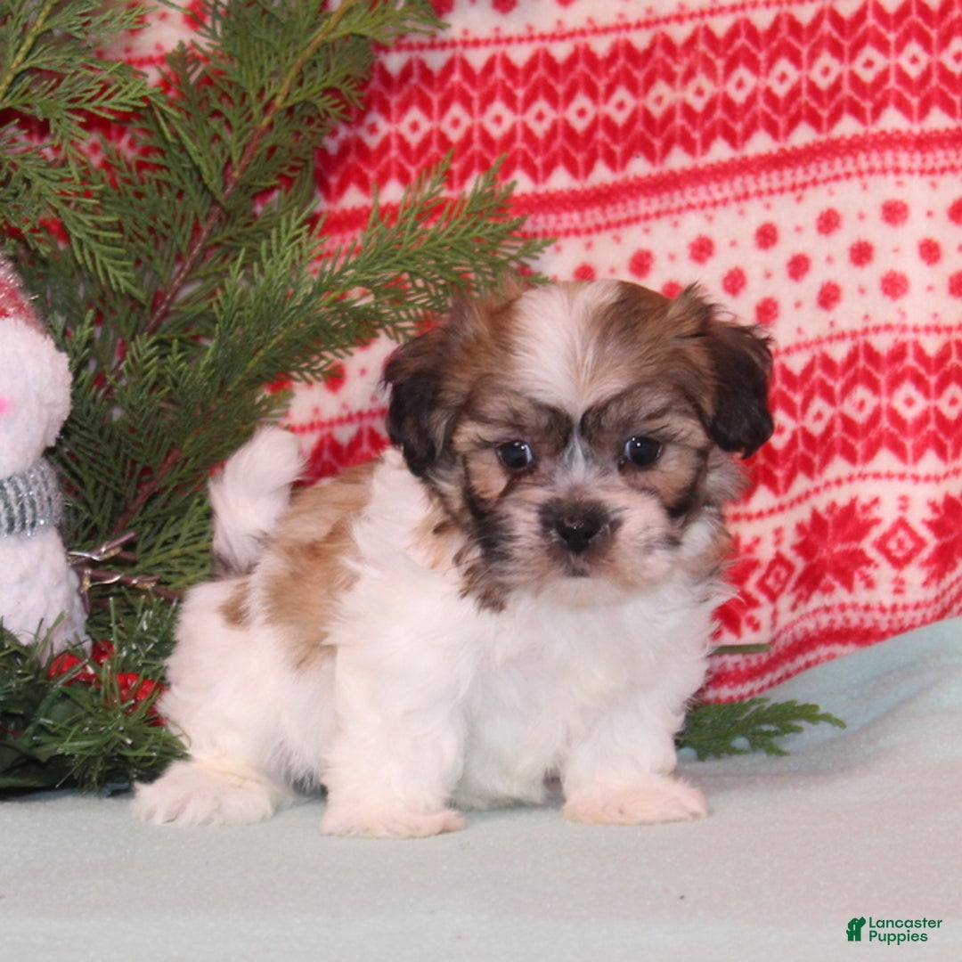 Teddy Bear dogs for sale: Xara - Ad 2