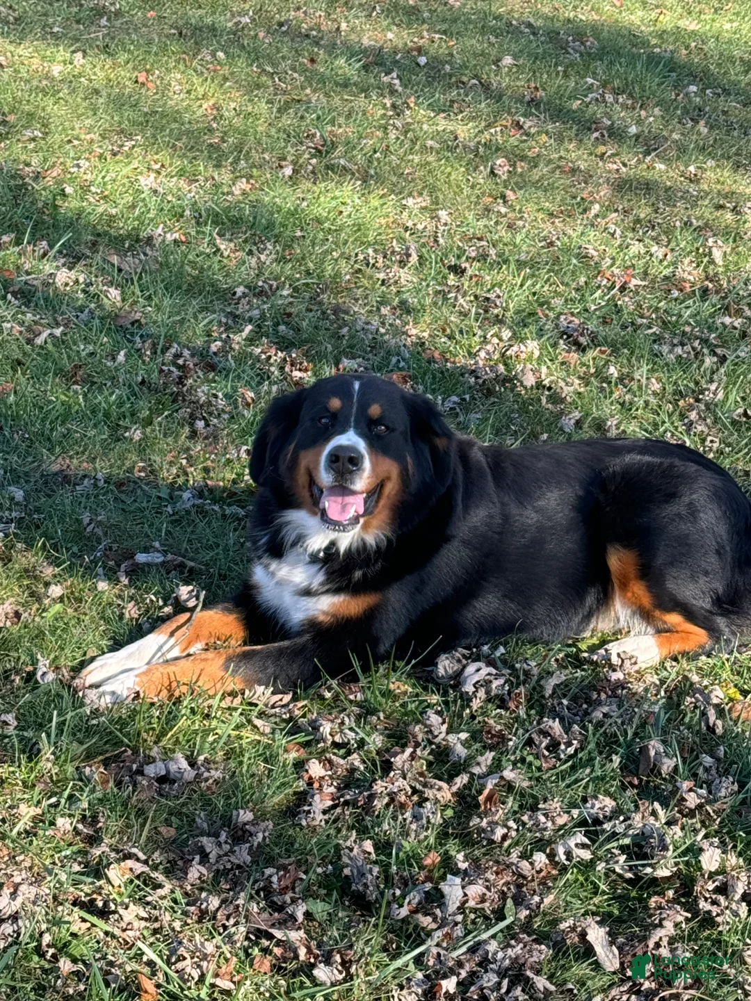 Bernese Mountain Dog dogs for sale: Brandy - Ad 2