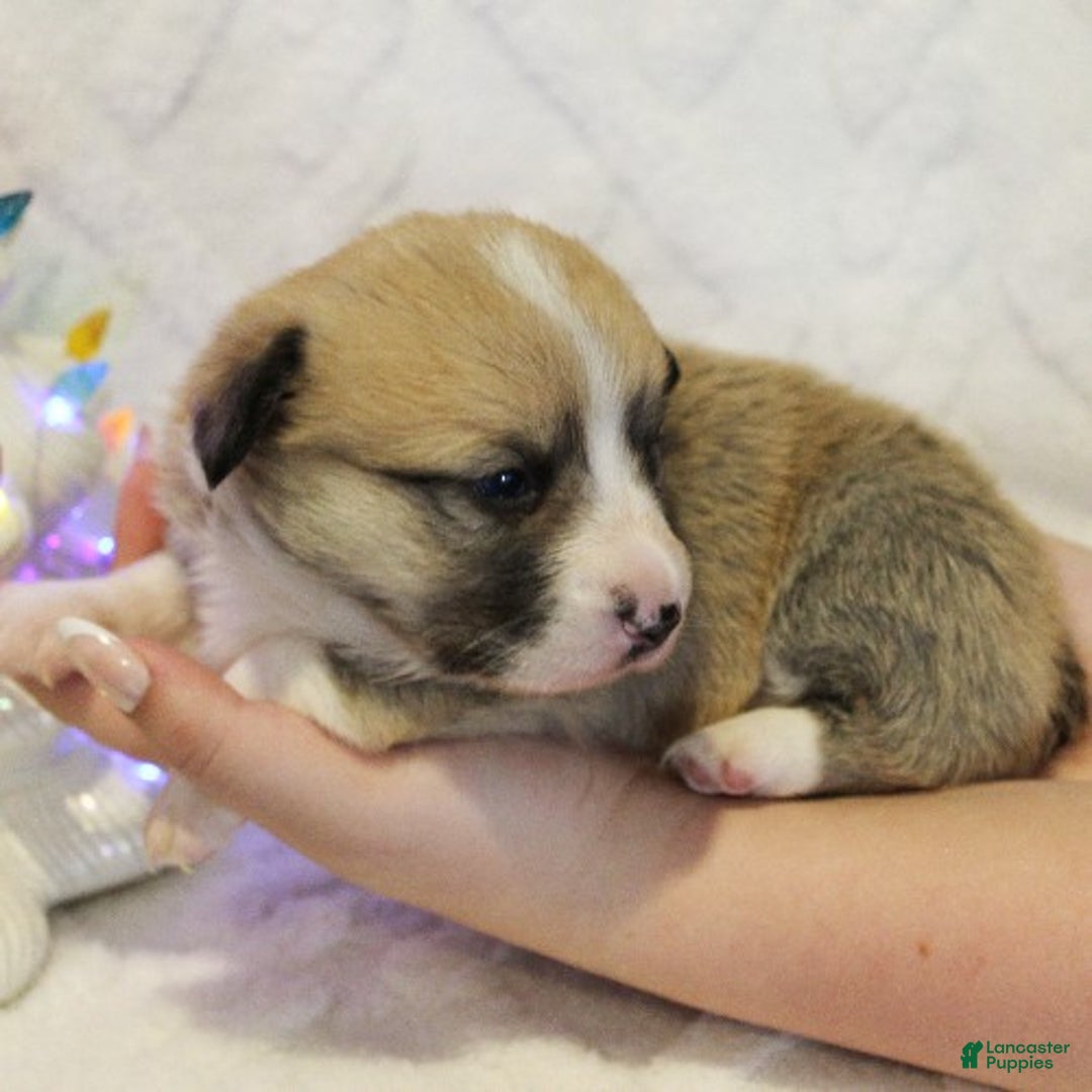 Welsh Corgi Pembroke dogs for sale: Dasher Genetically CLEAR - Ad 4