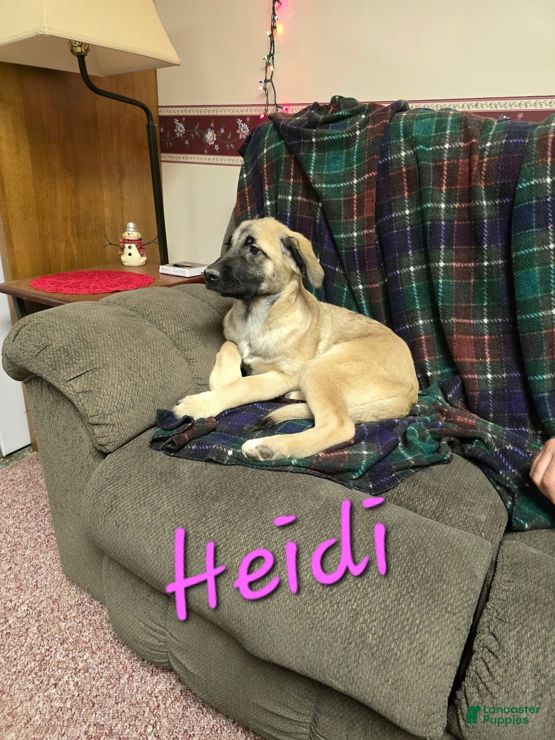 Mixed Breed dogs for sale: 🕯️ Heidi - Ad 2