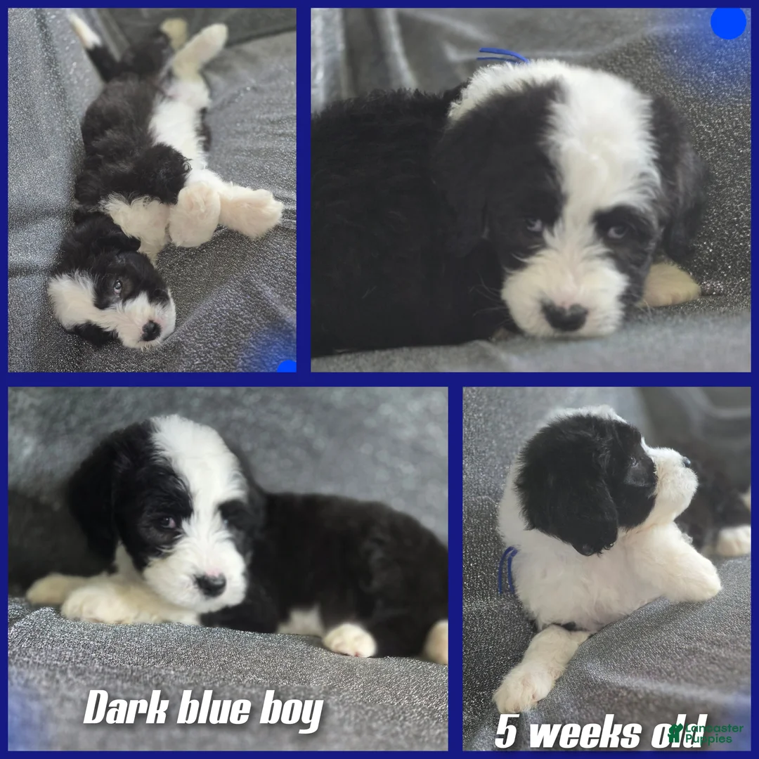 Sheepadoodle dogs for sale: Hosta- blue collar  - Ad 2