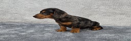 Miniature Dachshund dogs for sale: Oscar  - Ad 5
