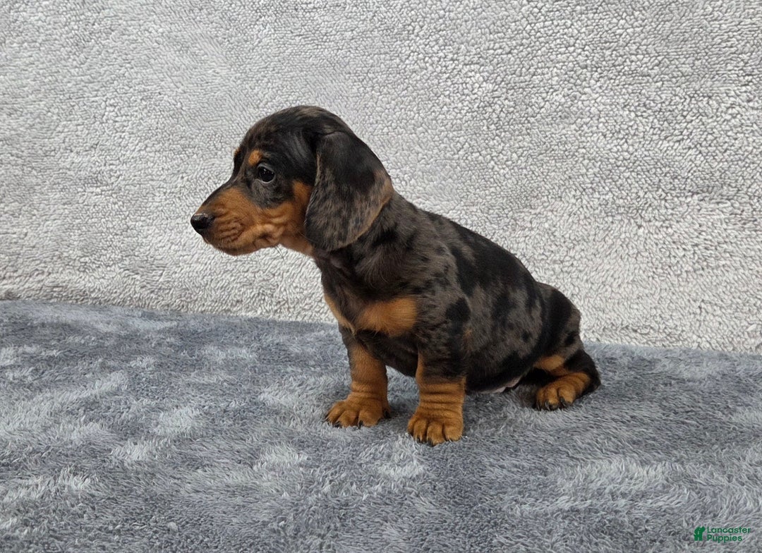 Miniature Dachshund dogs for sale: Oscar  - Ad 5