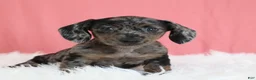 Miniature Dachshund dogs for sale: Peaches 🍑 - Ad 6
