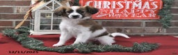 Papillon dogs for sale: Oreo - Ad 5