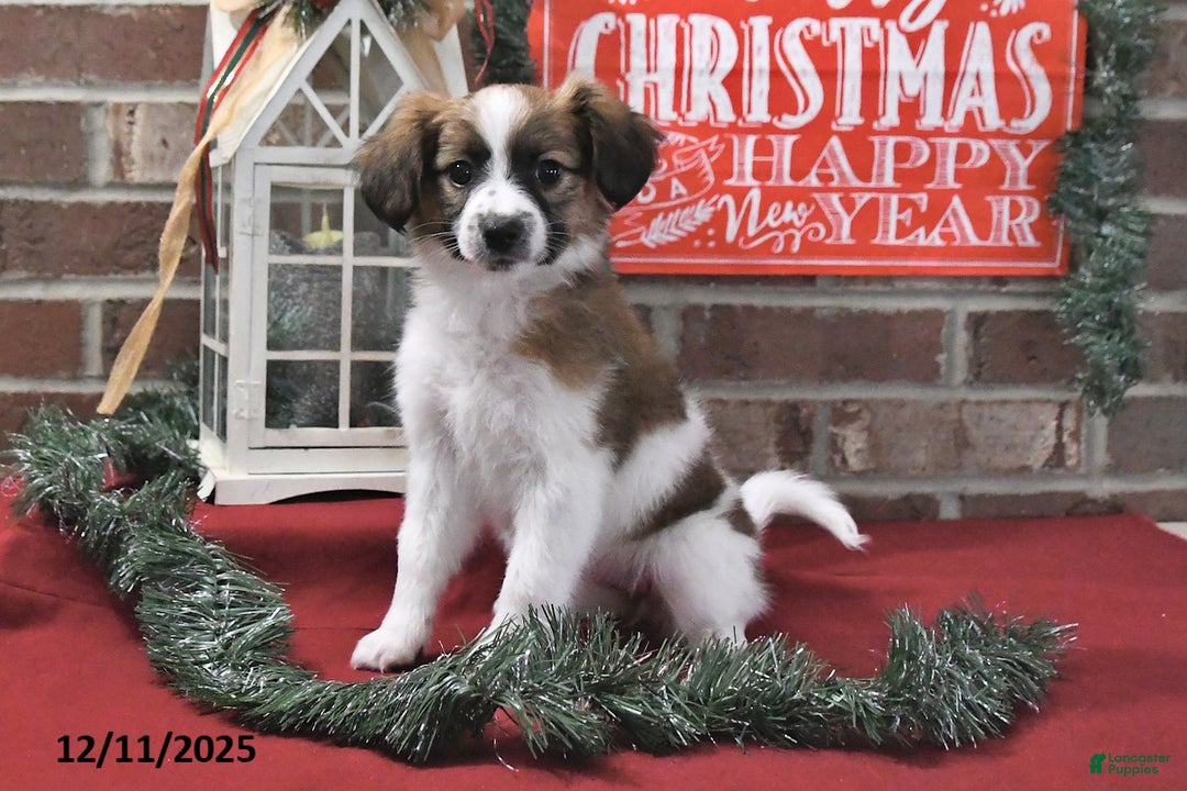 Papillon dogs for sale: Oreo - Ad 5