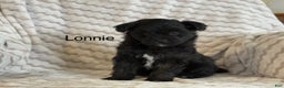 Pomapoo dogs for sale: Lonnie - Ad 3