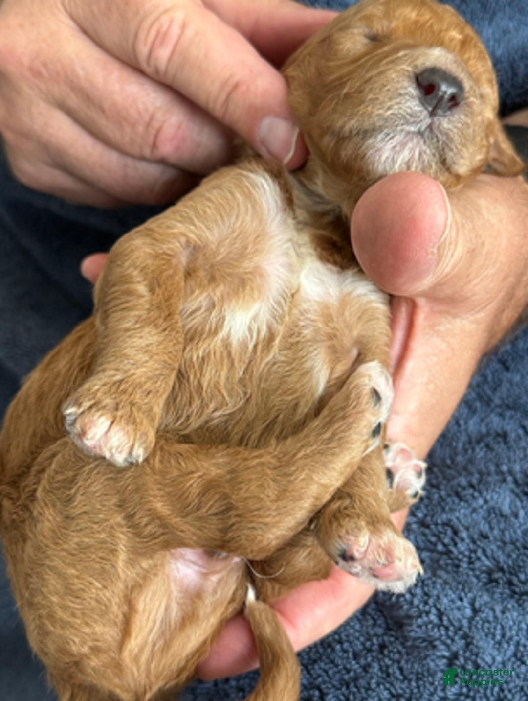 Goldendoodle dogs for sale: Male Blue Collar(Treasure) - Ad 3