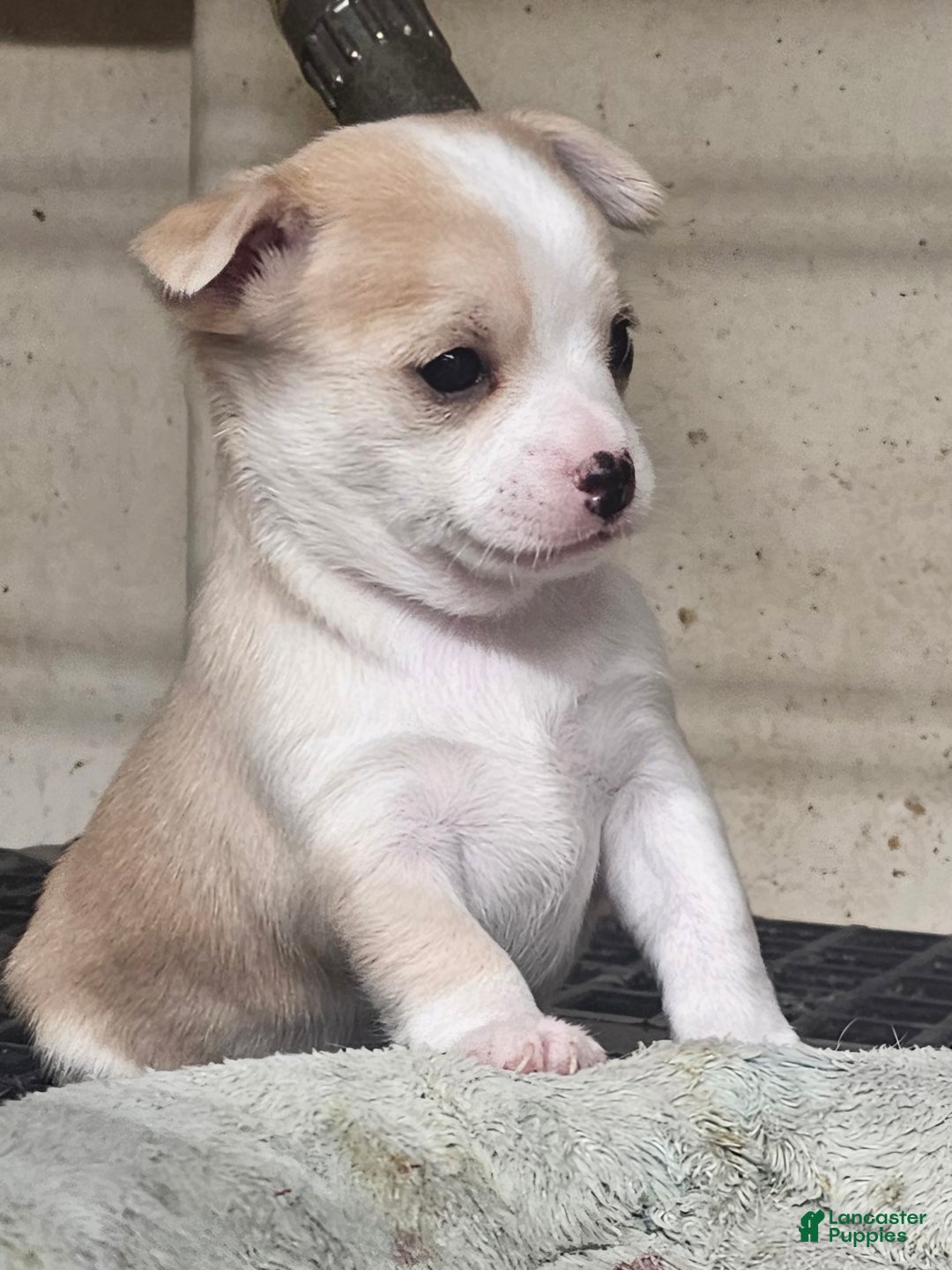 Chihuahua dogs for sale: Porky - Ad 4