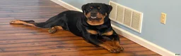 Rottweiler dogs for stud: Kentucky Rottweilers - Ad 6