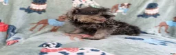 Miniature Schnauzer dogs for sale: Piper - Ad 9