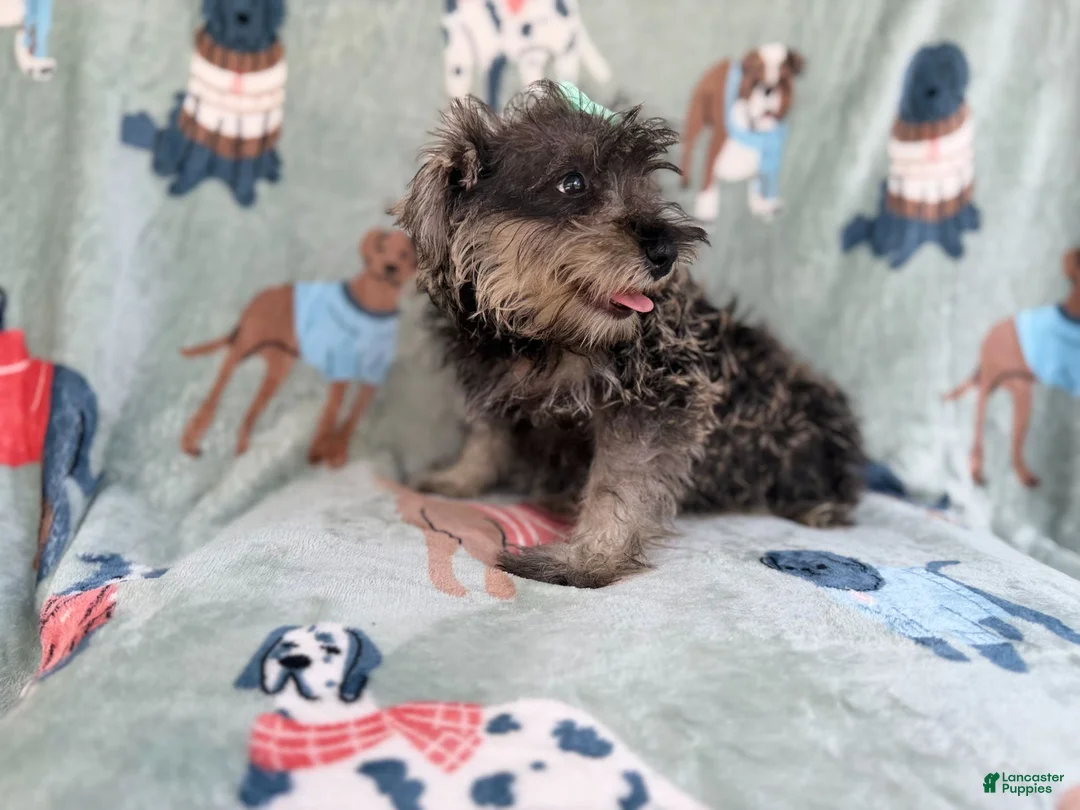 Miniature Schnauzer dogs for sale: Piper - Ad 9