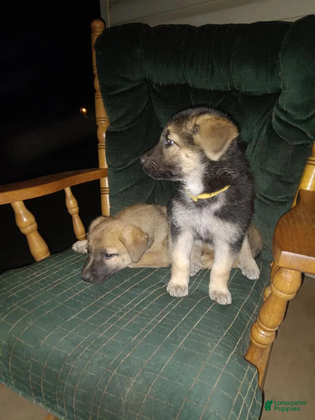 Gallery Image {{count}}