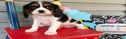 Cavalier King Charles Spaniel dogs for sale: Sparky  - Ad 3